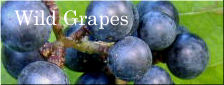 R Wild Grapes